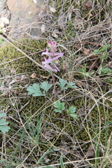 Corydalis paczoskii