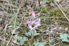 Corydalis paczoskii
