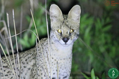 Leptailurus serval constantina
