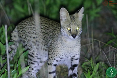 Leptailurus serval constantina