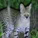Western Serval - Photo (c) Mathias D'haen, some rights reserved (CC BY-NC-ND), uploaded by Mathias D'haen