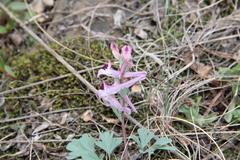 Corydalis paczoskii