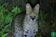 Leptailurus serval constantina