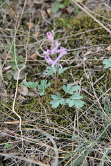 Corydalis paczoskii