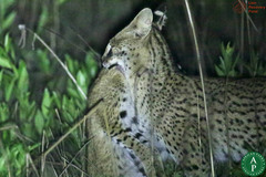 Leptailurus serval constantina