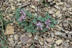 Corydalis paczoskii