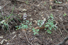 Corydalis paczoskii