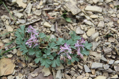 Corydalis paczoskii
