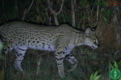 Leptailurus serval constantina