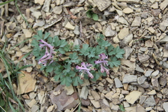 Corydalis paczoskii