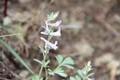 Corydalis paczoskii