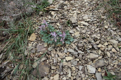 Corydalis paczoskii