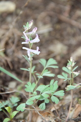 Corydalis paczoskii