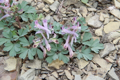 Corydalis paczoskii
