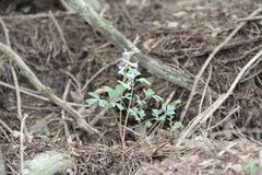 Corydalis paczoskii