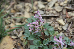 Corydalis paczoskii