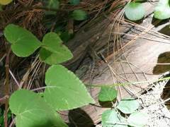 Anolis anisolepis