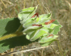 Melhania forbesii