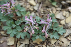 Corydalis paczoskii