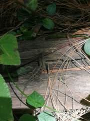 Anolis anisolepis