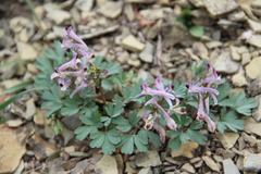 Corydalis paczoskii