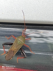 Heteroptera