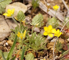 Ceratocephala falcata