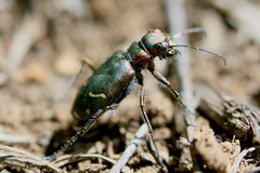 Cicindela purpurea