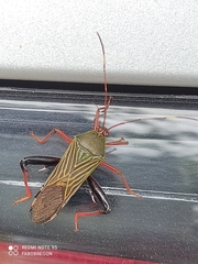 Heteroptera