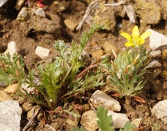 Ceratocephala falcata