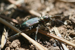 Cicindela purpurea