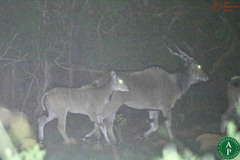 Tragelaphus derbianus gigas