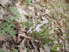Corydalis tarkiensis