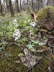 Corydalis tarkiensis