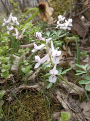 Corydalis tarkiensis
