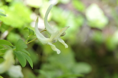 Corydalis teberdensis