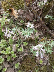 Corydalis tarkiensis