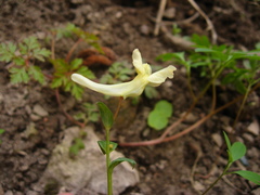Corydalis teberdensis