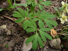 Corydalis teberdensis