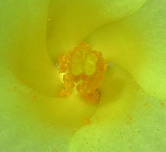 Hibiscus sidiformis image