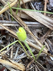 Hypoxis juncea