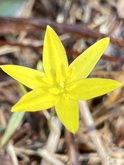 Hypoxis juncea
