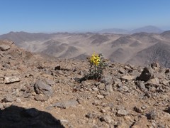 Dinemandra ericoides