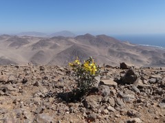 Dinemandra ericoides