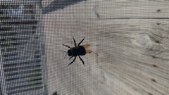 Xylocopa virginica image