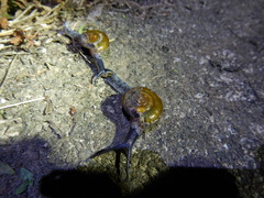 Macrochlamys superlita