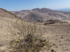 Cristaria integerrima