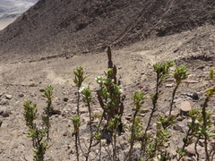 Cristaria integerrima