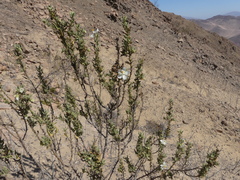 Cristaria integerrima