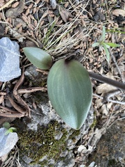 Fritillaria affinis